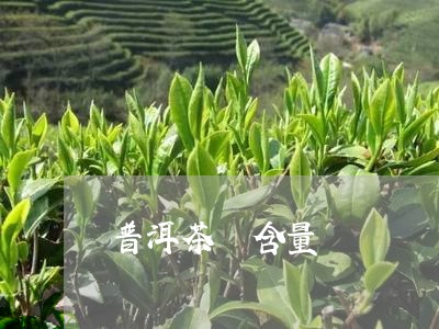 普洱茶 含量/2023042957790